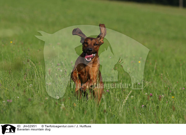 Bavarian mountain dog / JH-02951