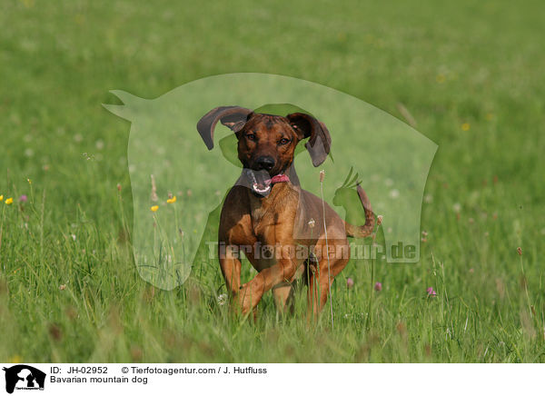Bavarian mountain dog / JH-02952