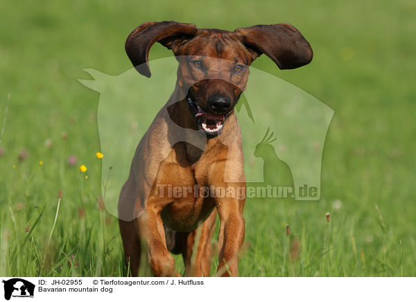 Bavarian mountain dog / JH-02955