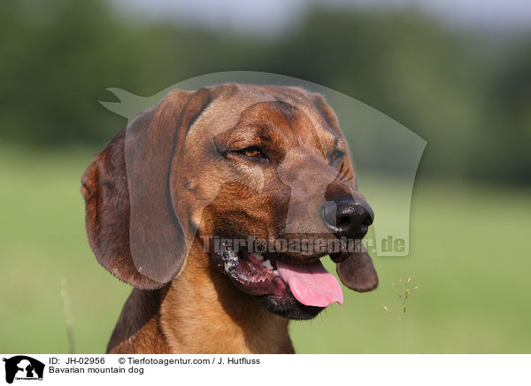 Bavarian mountain dog / JH-02956