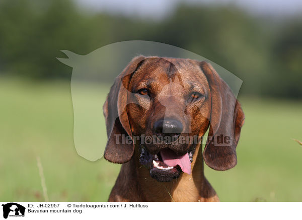Bavarian mountain dog / JH-02957