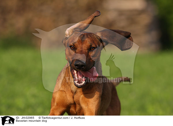 Bavarian mountain dog / JH-02965