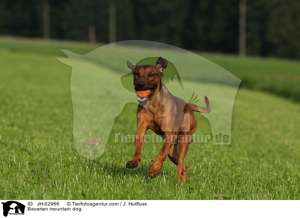 Bavarian mountain dog / JH-02966