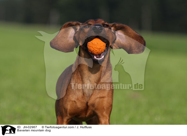 Bavarian mountain dog / JH-02967
