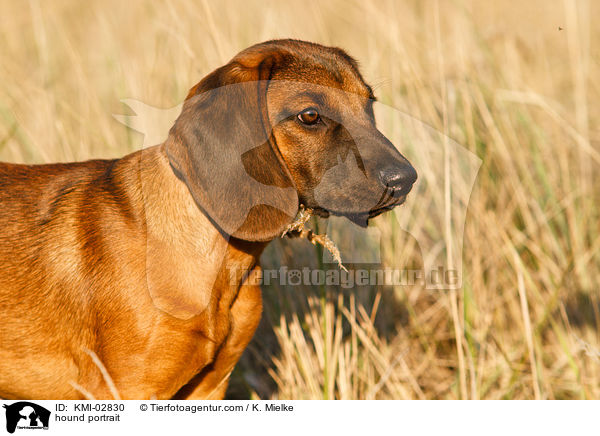hound portrait / KMI-02830