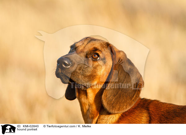 hound portrait / KMI-02840