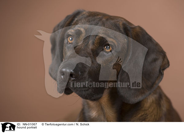 hound portrait / NN-01067