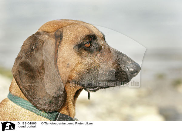 hound portrait / BS-04866