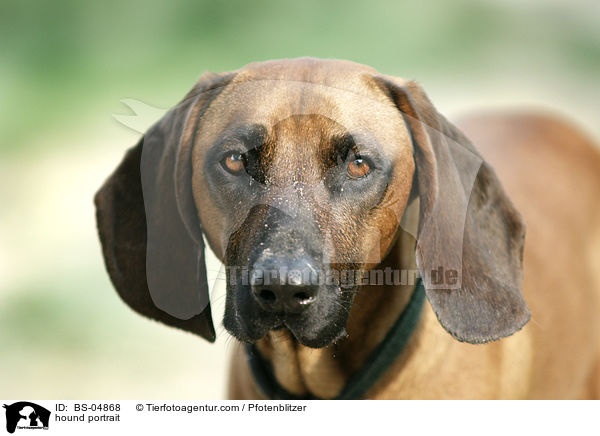 hound portrait / BS-04868