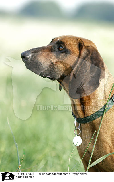 hound portrait / BS-04871