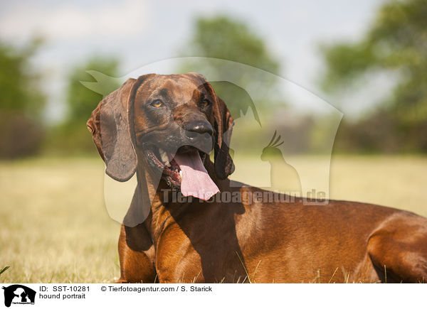hound portrait / SST-10281