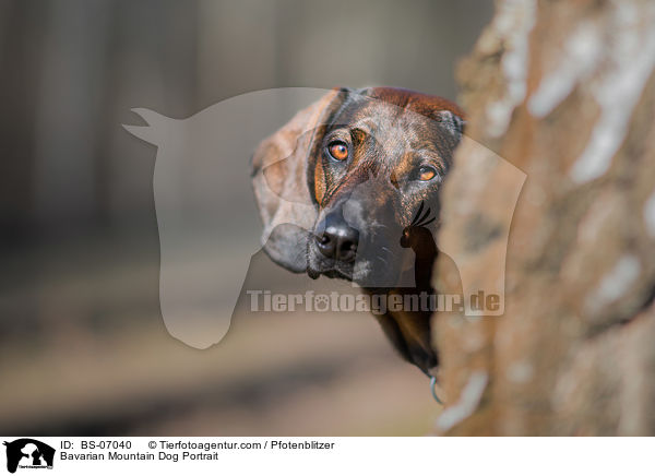 Bavarian Mountain Dog Portrait / BS-07040