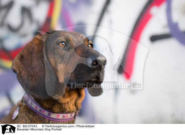 Bavarian Mountain Dog Portrait / BS-07043