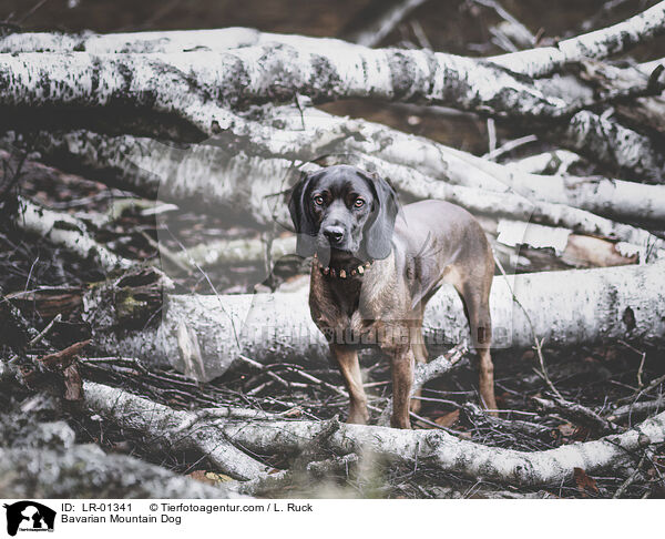 Bayerischer Gebirgsschweihund / Bavarian Mountain Dog / LR-01341