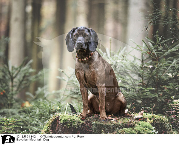 Bayerischer Gebirgsschweihund / Bavarian Mountain Dog / LR-01342