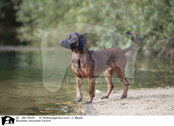 Bavarian mountain hound / JM-14645