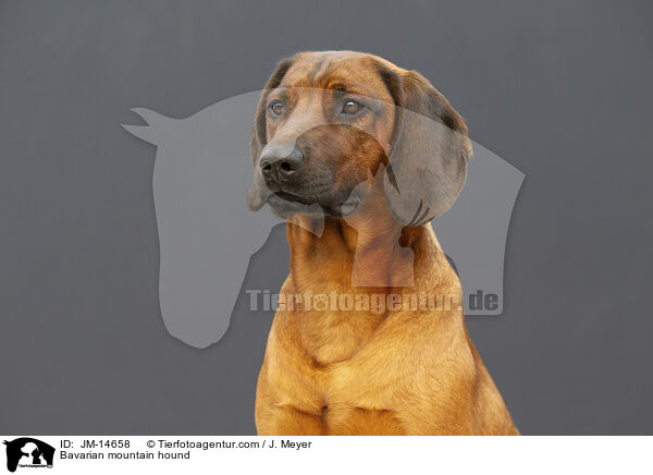Bavarian mountain hound / JM-14658