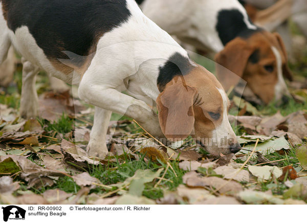 snuffling Beagle / RR-00902