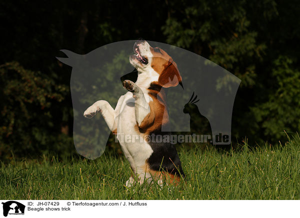 Beagle shows trick / JH-07429