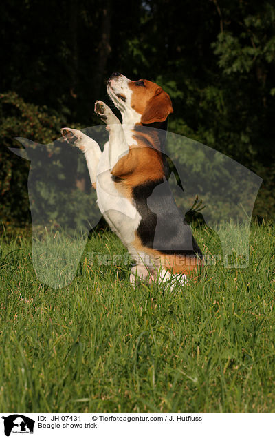 Beagle shows trick / JH-07431