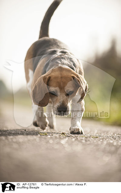 schnuppernder Beagle / snuffling Beagle / AP-12761