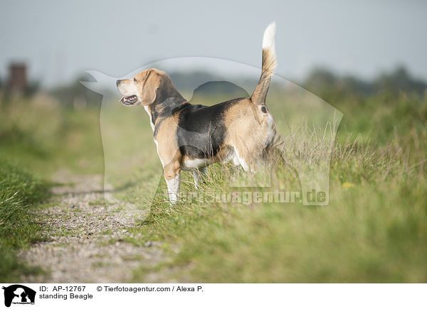 stehender Beagle / standing Beagle / AP-12767