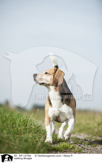 laufender Beagle / walking Beagle / AP-12769