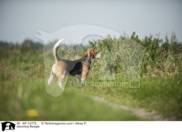 stehender Beagle / standing Beagle / AP-12772