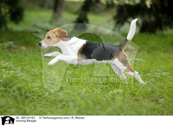 running Beagle / RR-70193