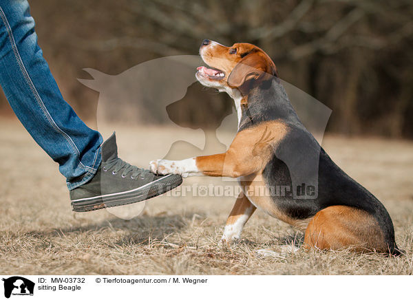 sitzender Beagle / sitting Beagle / MW-03732