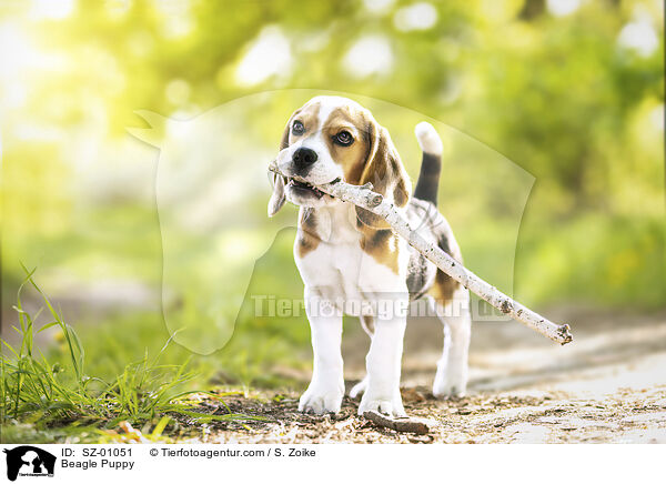 Beagle Puppy / SZ-01051