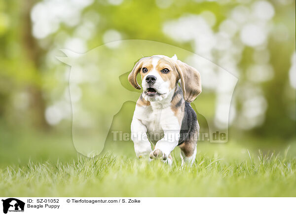 Beagle Puppy / SZ-01052