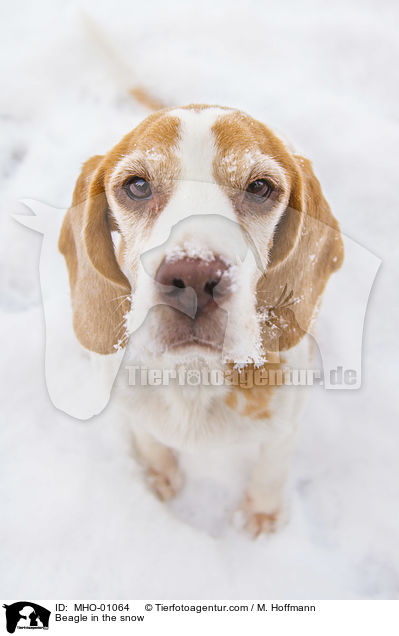 Beagle in the snow / MHO-01064