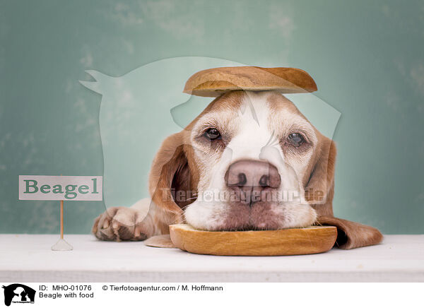 Beagle with food / MHO-01076