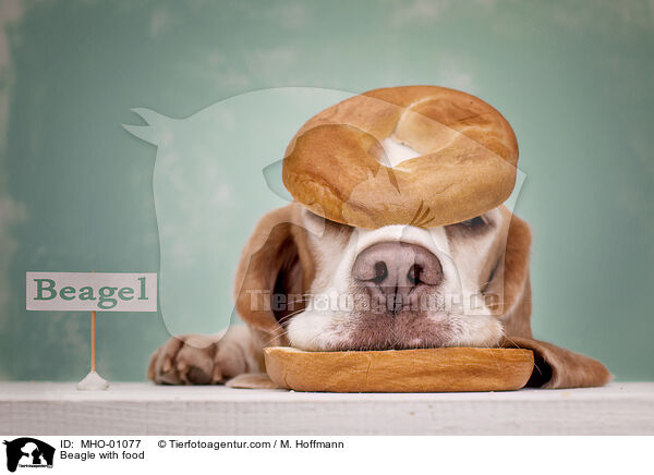 Beagle with food / MHO-01077