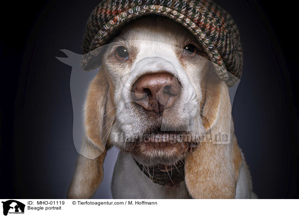 Beagle portrait / MHO-01119
