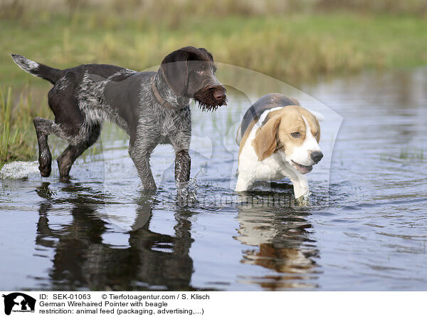 German Wirehaired Pointer with beagle / SEK-01063