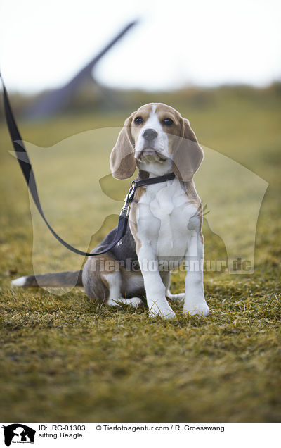 sitting Beagle / RG-01303