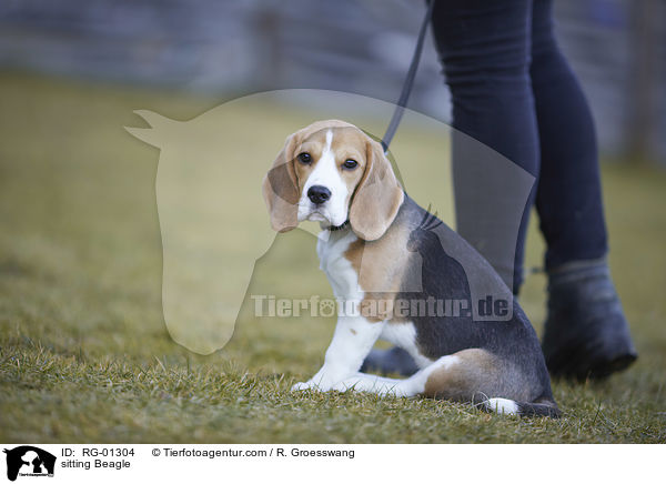 sitting Beagle / RG-01304