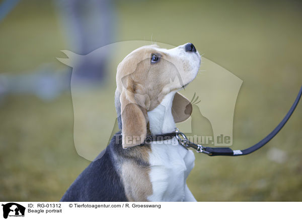 Beagle portrait / RG-01312
