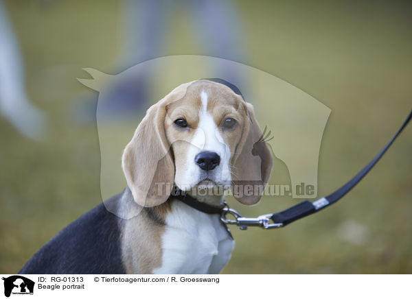Beagle portrait / RG-01313