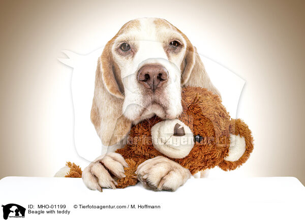 Beagle with teddy / MHO-01199