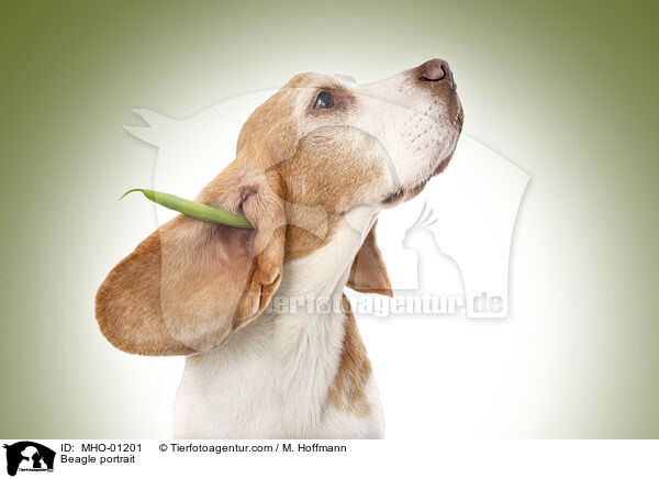 Beagle portrait / MHO-01201