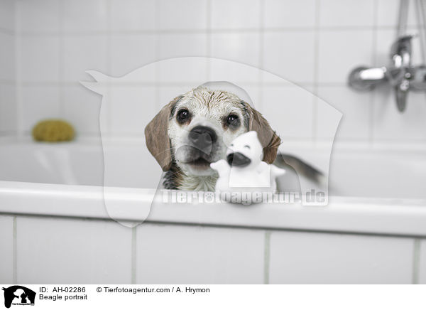 Beagle portrait / AH-02286