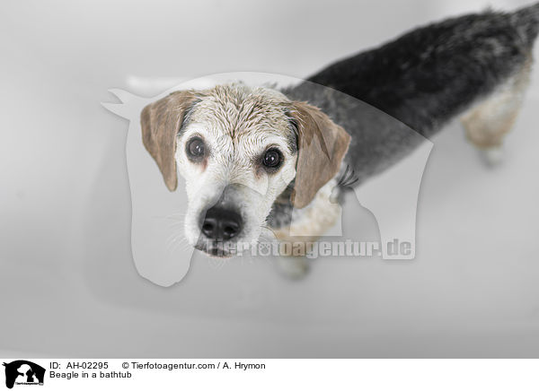 Beagle in a bathtub / AH-02295