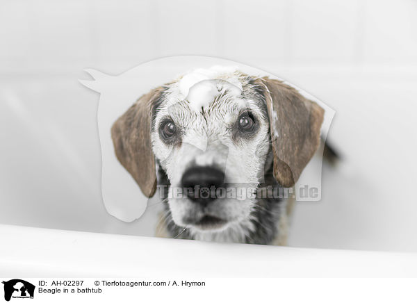 Beagle in a bathtub / AH-02297
