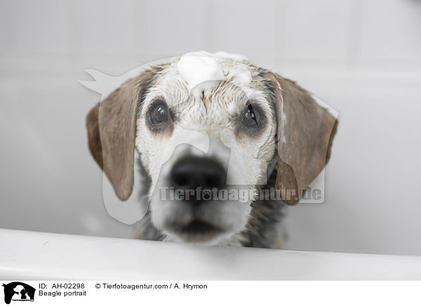Beagle portrait / AH-02298