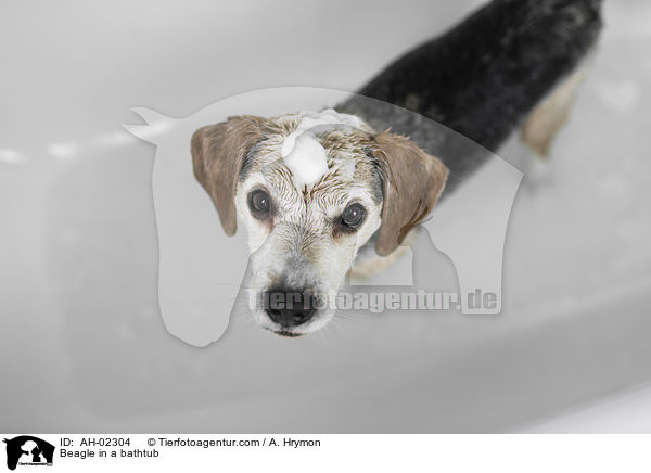 Beagle in a bathtub / AH-02304
