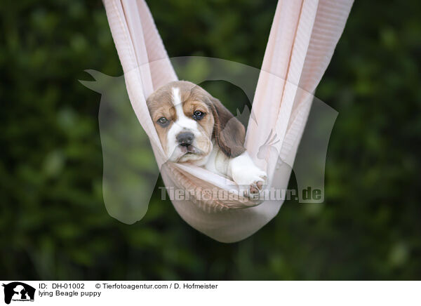 liegender Beagle Welpe / lying Beagle puppy / DH-01002