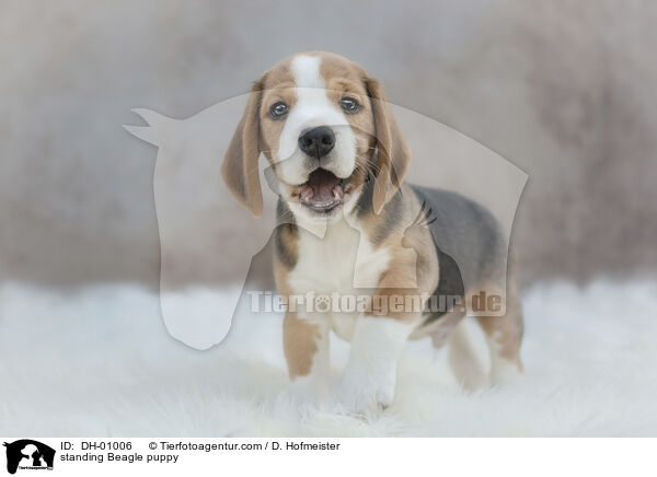 standing Beagle puppy / DH-01006